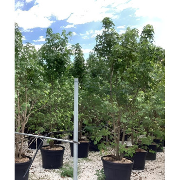 LIQUIDAMBAR styraciflua En pot de 110-130 litres cépée hauteur 350-400 cm