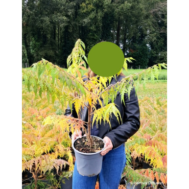 RHUS typhina DISSECTA En pot de 4-5 litres buisson hauteur 040-060 cm