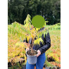 RHUS typhina DISSECTA En pot de 4-5 litres buisson hauteur 040-060 cm RHUS typhina DISSECTA En pot de 4-5 litres buisson hauteur 040-060 cm