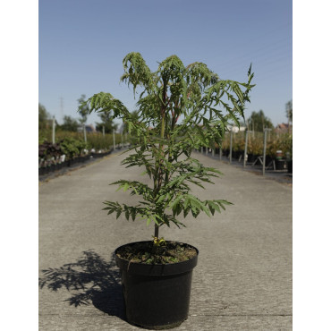 RHUS typhina DISSECTA En pot de 7-10 litres buisson hauteur 060-080 cm