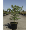 RHUS typhina DISSECTA En pot de 7-10 litres buisson hauteur 060-080 cm RHUS typhina DISSECTA En pot de 7-10 litres buisson hauteur 060-080 cm
