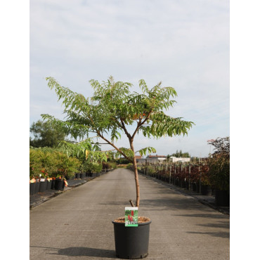 RHUS typhina DISSECTA En pot de 15-20 litres buisson hauteur 080-100 cm