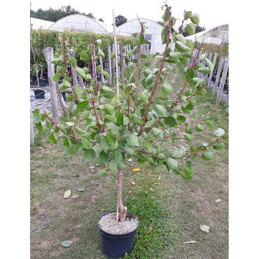 ABRICOTIER En pot de 10-12 litres gobelet 2-3 ans d'âge