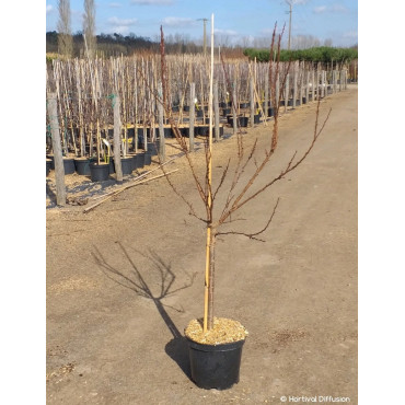 ABRICOTIER En pot de 10-12 litres gobelet 2-3 ans d'âge