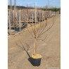 ABRICOTIER En pot de 10-12 litres gobelet 2-3 ans d'âge