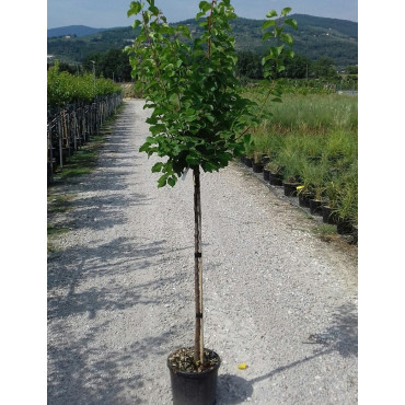 ABRICOTIER En pot de 10-12 litres forme tige hauteur du tronc 090-110 cm