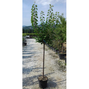 ABRICOTIER En pot de 15-20 litres forme tige hauteur du tronc 090-110 cm
