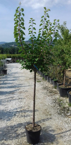 ABRICOTIER En pot de 15-20 litres forme tige hauteur du tronc 090-110 cm