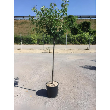 ABRICOTIER En pot de 25-30 litres tige hauteur du tronc 090-110 cm