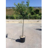 ABRICOTIER En pot de 25-30 litres tige hauteur du tronc 090-110 cm