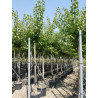 ABRICOTIER En pot de 35-50 litres tige hauteur du tronc 190-210 cm circonférence du tronc 12-14 cm