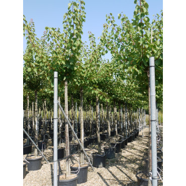 ABRICOTIER En pot de 35-50 litres tige hauteur du tronc 190-210 cm circonférence du tronc 12-14 cm