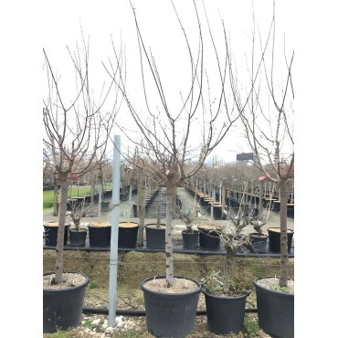 ABRICOTIER En pot de 90-110 litres tige hauteur du tronc 090-110 cm circonférence du tronc 18-20 cm