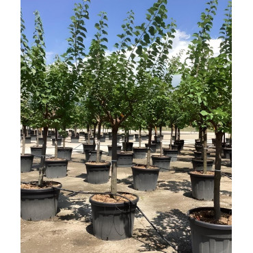 ABRICOTIER En pot de 110-130 litres tige hauteur du tronc 090-110 cm circonférence du tronc 20-25 cm