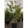 ACER japonicum ACONITIFOLIUM En pot de 50-70 litres buisson hauteur 150-175 cm