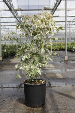 ACER negundo FLAMINGO En pot de 15-20 litres buisson hauteur 100-125 cm