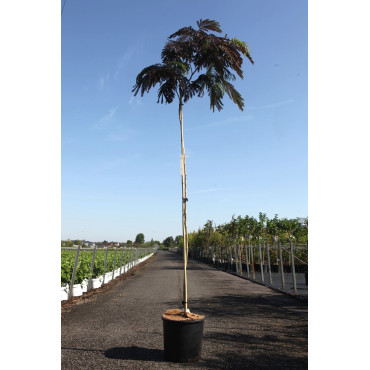 En pot de 15-20 litres tige hauteur du tronc 170-190 cm