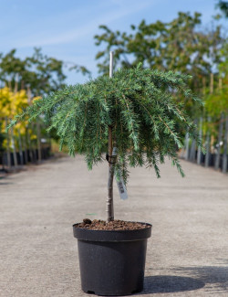 CEDRUS deodara FEELING BLUE En pot de 7-10 litres tige hauteur du tronc 040-060 cm