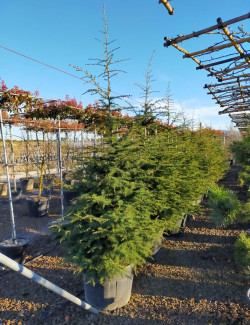 CEDRUS atlantica En pot de 70-90 litres hauteur 200-250 cm