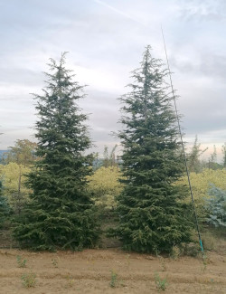 CEDRUS atlantica (Cèdre de l'Atlas) 