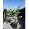 CERCIS siliquastrum En pot de 25-30 litres buisson hauteur 125-150 cm CERCIS siliquastrum En pot de 25-30 litres buisson hauteur 125-150 cm