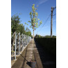 CERCIS siliquastrum En pot de 35-50 litres tige hauteur du tronc 190-210 cm circonférence du tronc 10-12 cm CERCIS siliquastrum En pot de 35-50 litres tige hauteur du tronc 190-210 cm circonférence du tronc 10-12 cm