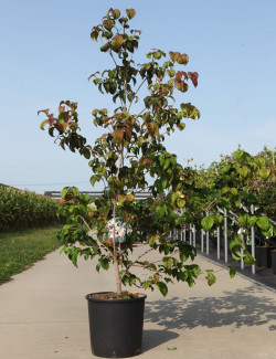 CORNUS controversa En pot de 15-20 litres buisson hauteur 125-150 cm