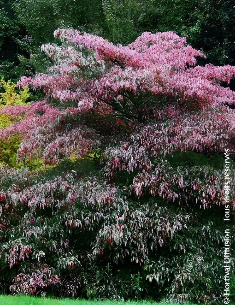 CORNUS controversa