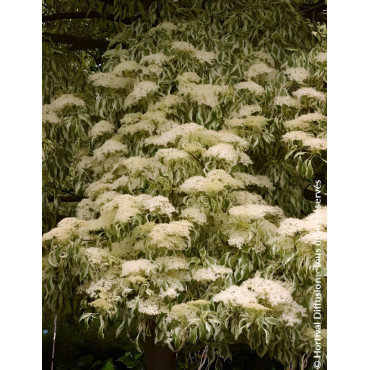 CORNUS controversa VARIEGATA