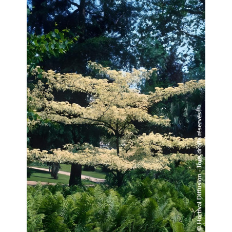 CORNUS controversa VARIEGATA