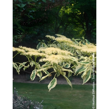 CORNUS controversa VARIEGATA