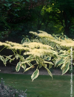 CORNUS controversa VARIEGATA