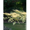 CORNUS controversa VARIEGATA