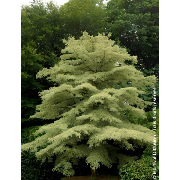 CORNUS controversa VARIEGATA