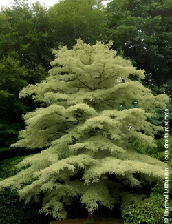 CORNUS controversa VARIEGATA