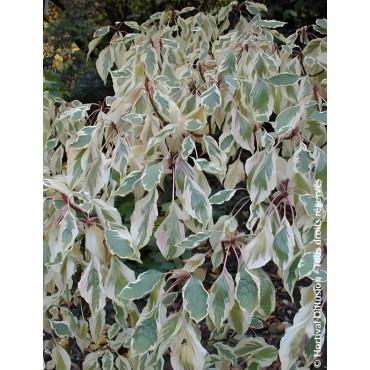 CORNUS controversa VARIEGATA
