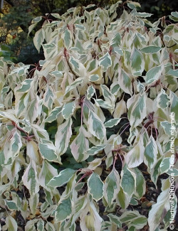 CORNUS controversa VARIEGATA