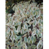 CORNUS controversa VARIEGATA