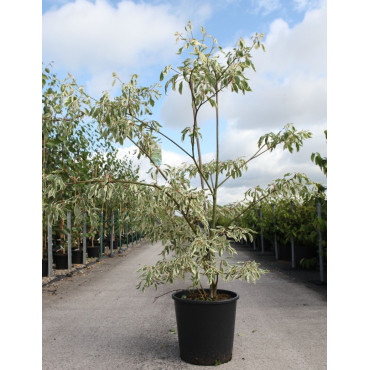 CORNUS controversa VARIEGATA En pot de 25-30 litres buisson hauteur 125-150 cm