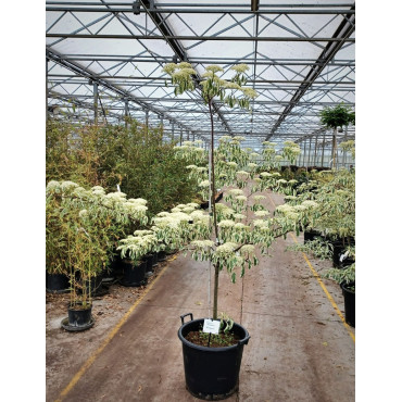 CORNUS controversa VARIEGATA En pot de 35-50 litres buisson hauteur 150-175 cm