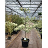CORNUS controversa VARIEGATA En pot de 35-50 litres buisson hauteur 150-175 cm