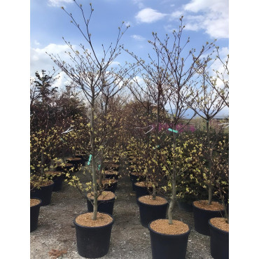 CORNUS controversa VARIEGATA En pot de 70-90 litres buisson hauteur 175-200 cm