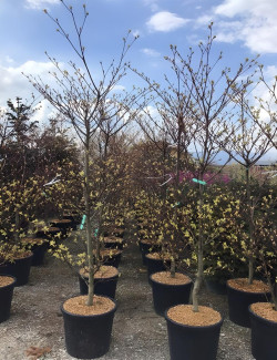 CORNUS controversa VARIEGATA En pot de 70-90 litres buisson hauteur 175-200 cm