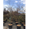 CORNUS controversa VARIEGATA En pot de 70-90 litres buisson hauteur 175-200 cm
