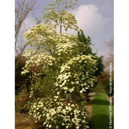 CORNUS EDDIE'S WHITE WONDER CORNUS EDDIE'S WHITE WONDER