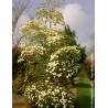 CORNUS EDDIE'S WHITE WONDER