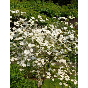 CORNUS EDDIE'S WHITE WONDER