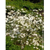 CORNUS EDDIE'S WHITE WONDER