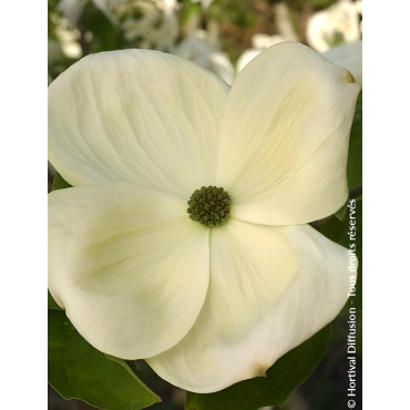 CORNUS EDDIE'S WHITE WONDER