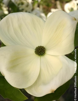 CORNUS EDDIE'S WHITE WONDER